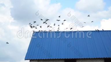 许多鸽子坐在蓝色的屋顶上，然后<strong>飞走了</strong>，4K